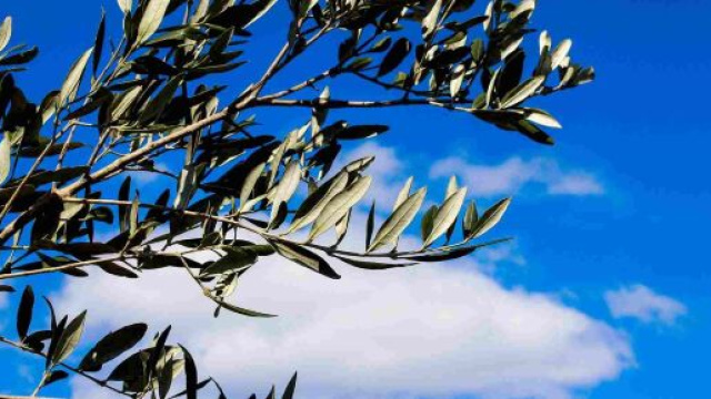 Buona Domenica delle Palme: 5 frasi da dedicare.