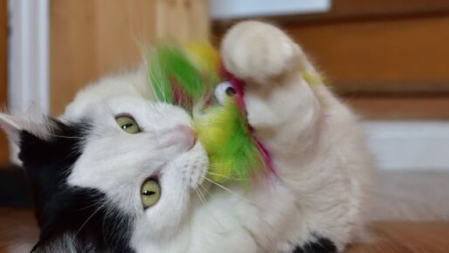 chat : s'il vous attaque ce n'est pas seulement pour jouer