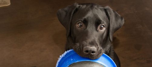 Covid-19: c&atilde;es e gatos s&atilde;o ajudados em meio a pandemia. (Arquivo Blasting News)