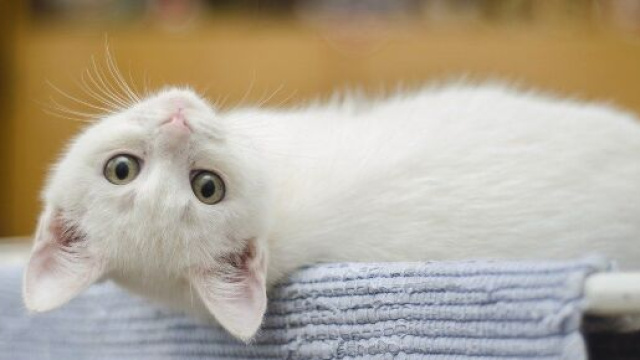 Un chat qui roucoule est toujours bon signe