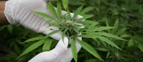 Anvisa aprova registro de produto &agrave; base de maconha. (Arquivo Blasting News)