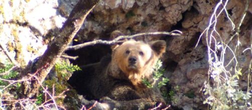 WWF no se cree que el oso muriera por causas naturales.