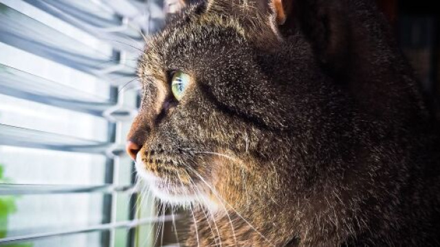 chat s'il vous r&eacute;veille la nuit ce n'est pas seulement parce qu'il a faim