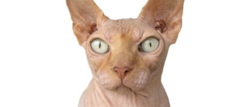 Levkoy Ucr&acirc;niano &eacute; um dos animais mais raros. (Reprodu&ccedil;&atilde;o/Pixabay)