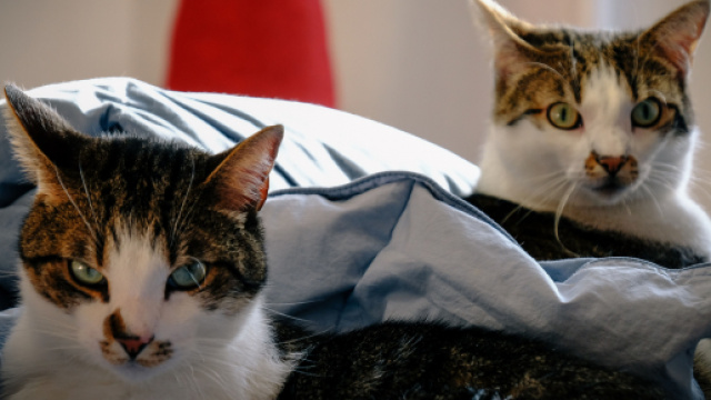 Aux &Eacute;tats-Unis, les deux premiers animaux domestiques test&eacute;s positifs au Covid-19 sont des chats. Pexels/Francesco Ungaro