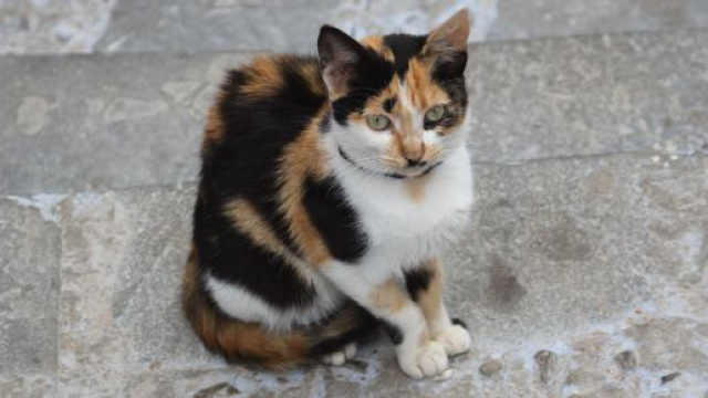 le chat va retrouver ses ma&icirc;tres 4 ans apr&egrave;s (image d'illustration)