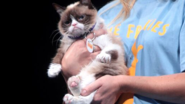 GrumpyCat, le chat grincheux c&eacute;l&egrave;bre (source : Wikip&eacute;dia)