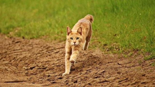 chat : s'il devient fou apr&egrave;s avoir fait ses besoins ce n'est pas seulement parce qu'il est heureux - photo pixabay