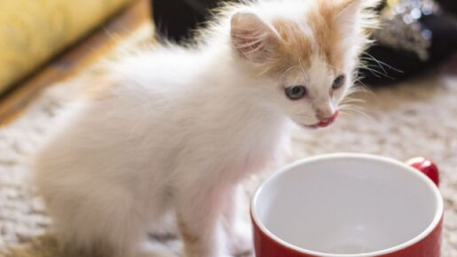 image d'illustration (source : public domain pictures)