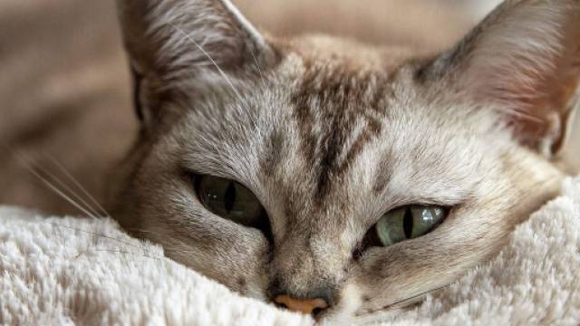 chat : s'il vous regarde avec insistance ce n'est pas pour n'importe quelle raison