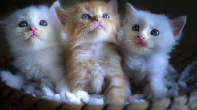 Les chats ont eux aussi besoin d'attention en cette p&eacute;riode de confinement (source : Quangpraha pixabay.com)