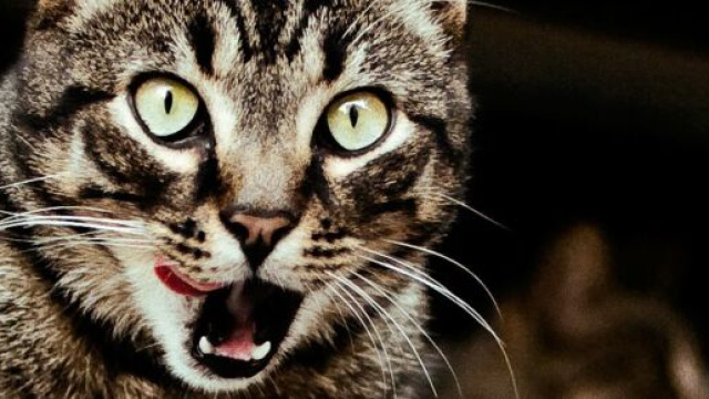 chat : il s&eacute;questre son humain dans la cuisine pendant des jours - photo pixabay