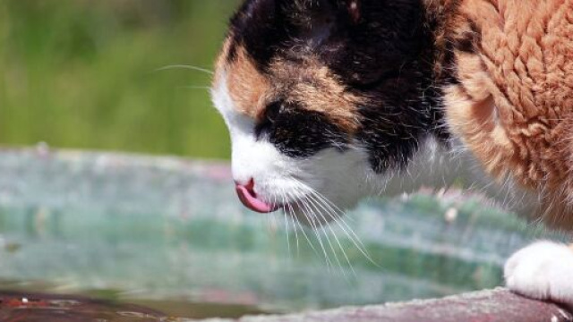 le chat n'est pas habitu&eacute; &agrave; l'eau mais appr&eacute;cie jouer avec (source : Barni1 pixabay.com)