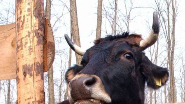 Roma: operaio aggredito da un toro prossimo al macello