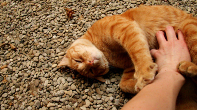 chat : parfois vous voulez le caresser mais vous devriez vous en passer