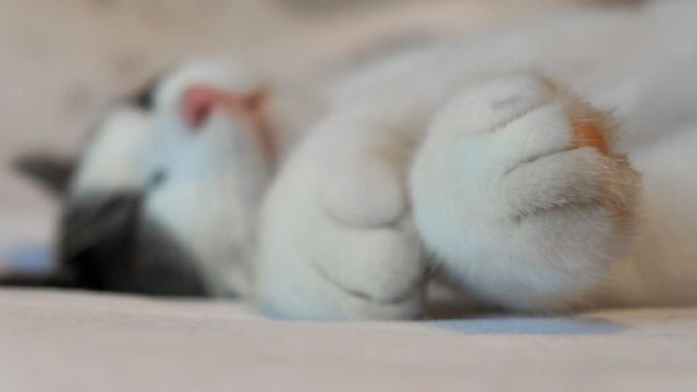 chat s'il p&eacute;trit ce n'est pas seulement par confort