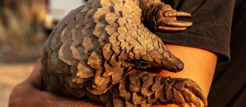 El pangol&iacute;n, el ex&oacute;tico animal asi&aacute;tico que podr&iacute;a tener una clave sobre la pandemia del coronavirus. (Foto de Piqsels)