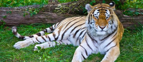 Uno de los tigres del Zoo del Bronx. La tigresa Nadia, su hermana Azul y otros seis felinos tienen coronavirus. (Foto de Chris Costello/Flickr)