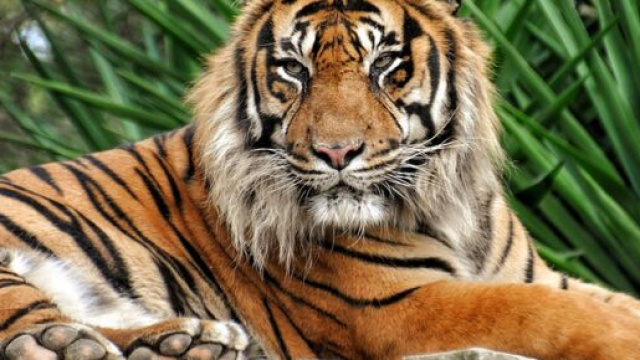 Bronx, tigre malesiana risultata positiva al coronavirus.