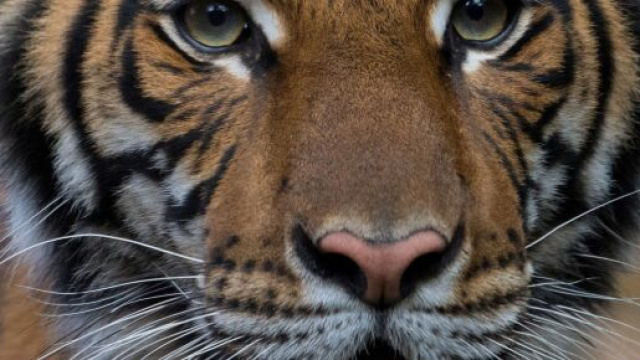Coronavirus, tigre positiva allo zoo del Bronx a New York.