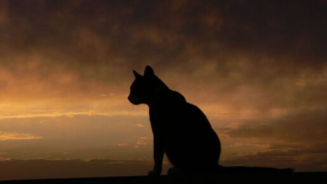 Chat : la SPA tire la sonnette d'alarme sur la baisse du nombre d'adoption