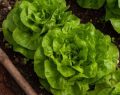 Orto in casa: nel mese di aprile è ideale piantare lattuga, pomodori e zucchine