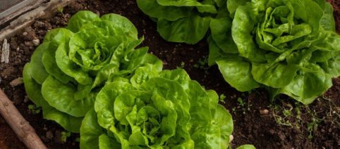 Orto in casa: nel mese di aprile è ideale piantare lattuga, pomodori e zucchine