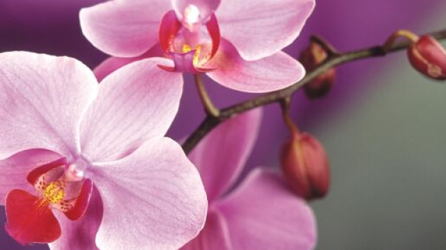 5 curiosit&agrave; sulle orchidee: non vanno esposte alla luce diretta
