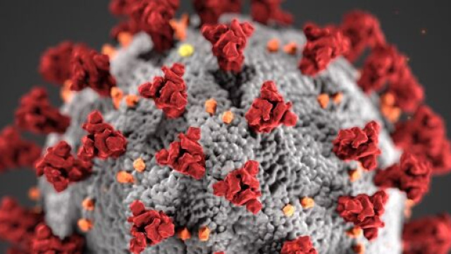Coronavirus, virologo Guido Silvestri: 'Tregua in estate, poi la scienza lo sconfigger&agrave;'