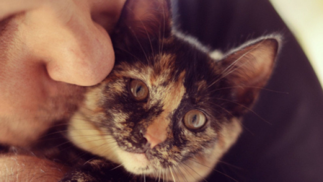 chat : il n'appr&eacute;cierait pas vraiment vos bisous