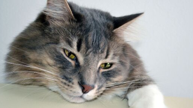 chat : ces diff&eacute;rents signes qui montrent qu'il est triste - Photo Flickr