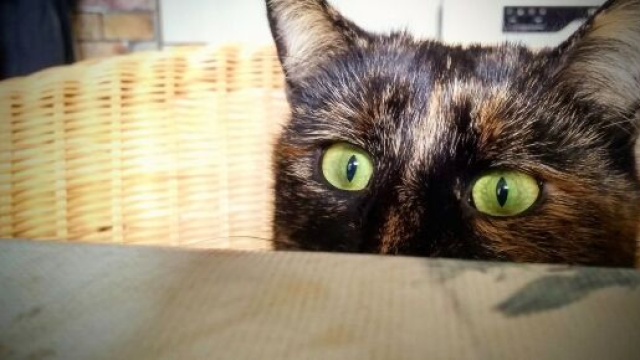 chat qui vomit il faut &ecirc;tre vigilant - Photo Flickr