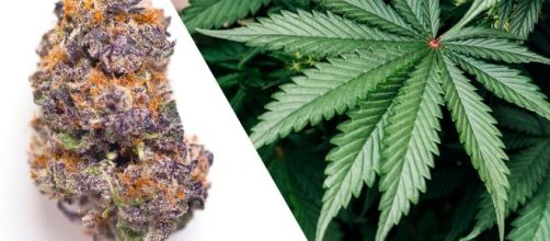 El cannabis medicinal podr&iacute;a prevenir el ingreso del coronavirus al organismo.