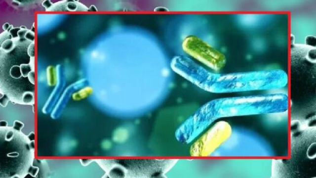 Anticorpi monoclona, un&rsquo;altra opzione terapeutica contro il Covid-19. Molti, preparati in Italia, sono gi&agrave; pronti per gli studi sull'uomo
