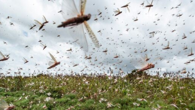 Invasione di cavallette in Sardegna.