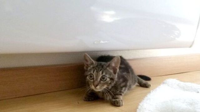 chat : ces signes qui montrent que vous ne l'aimez pas - photo flickr