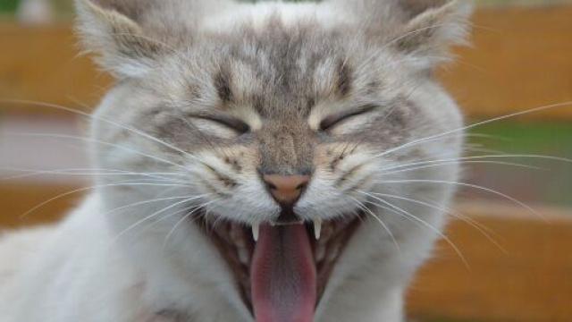 Parler &agrave; son chat aurait de nombreux avantages - photo pixabay