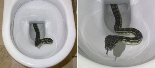 A cobra foi resgatada por um especialista e devolvida para a natureza. (Snake Catchers Brisbane/Reprodu&ccedil;&atilde;o/Facebook)