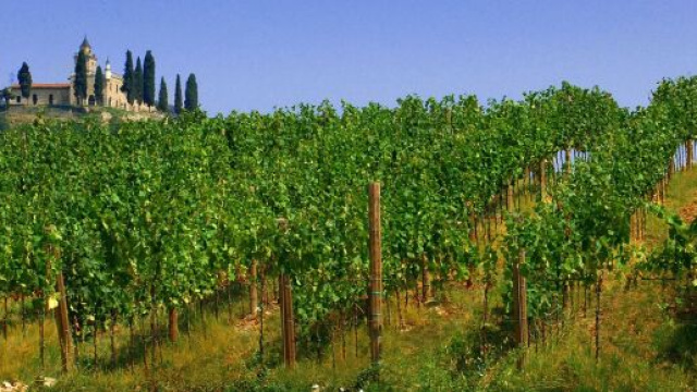 Picchiato per difendere il suo vigneto (foto di repertorio)