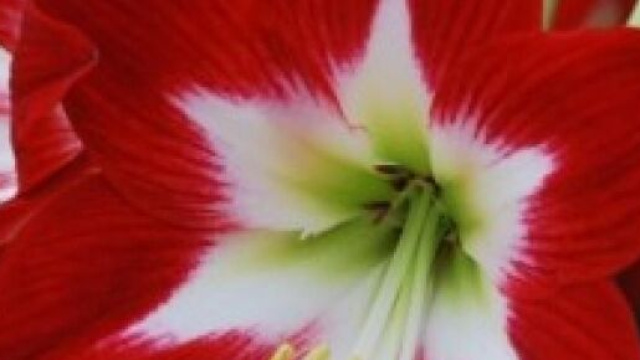 5 frasi sul mese di maggio da inviare su WhatsApp e social