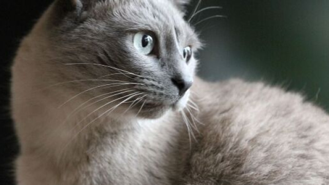 chat : le bicarbonate de sodium la solution pour de nombreux probl&egrave;mes - photo pixabay