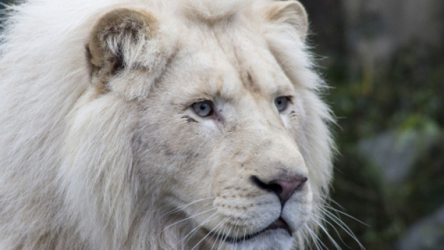 L'Oroscopo e classifica settimanale dal 25 al 31 maggio: Leone lungimirante, Pesci pigri.