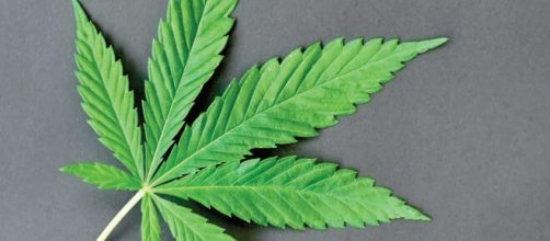 El cannabis ser&iacute;a beneficioso para luchar contra el coronavirus