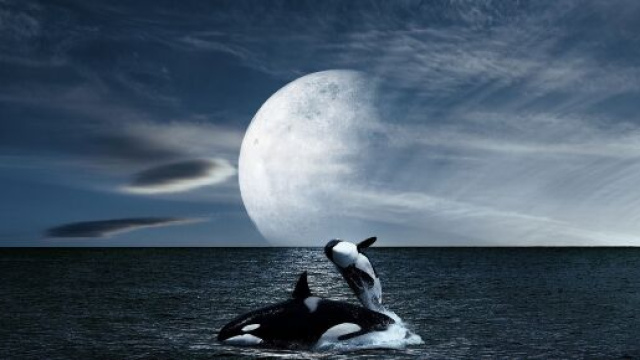 L'oroscopo dell'amore di coppia del 26 maggio.