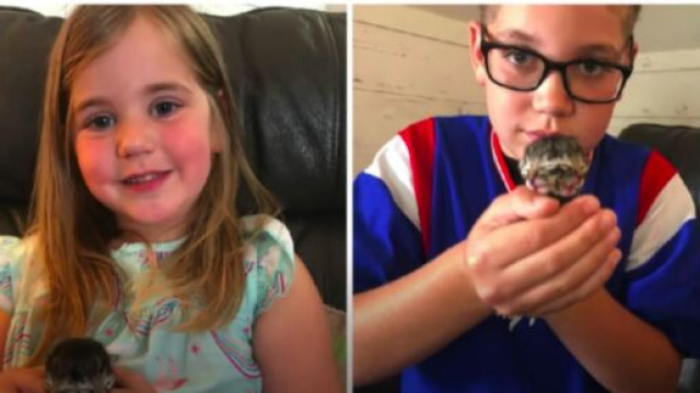 Un chat a deux visages est n&eacute; dans une famille am&eacute;ricaine (source : Youtube @BBC)