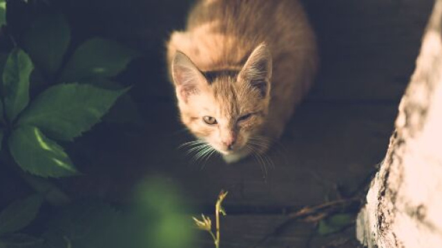 Un chat retrouv&eacute; mort par des promeneurs (source : image d'illustration Pixabay)
