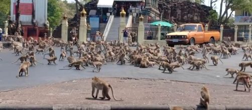 Ao redor do mundo, macacos t&ecirc;m invadido o habitat humano com a quarentena. (Arquivo Blasting News)