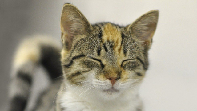 chat : sa personnalit&eacute; serait influenc&eacute; par celle de son maitre - photo pixabay