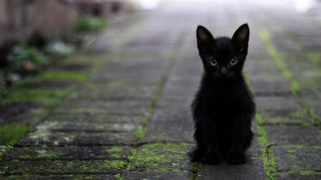 Un chat noir image d'illustration (source : Pixabay)