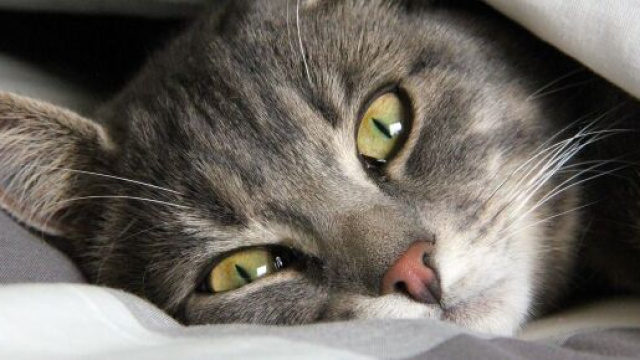 chat : ces gestes du quotidien qui raccourcissent son esp&eacute;rance de vie - photo Pixabay